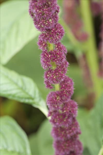 Amaranthus caudatus