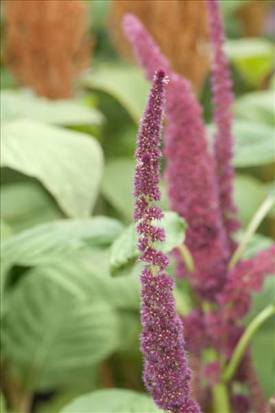 Amaranthus caudatus