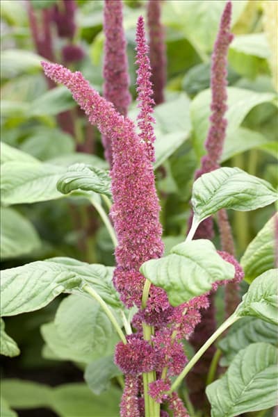 Amaranthus caudatus