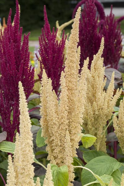 Amaranthus caudatus