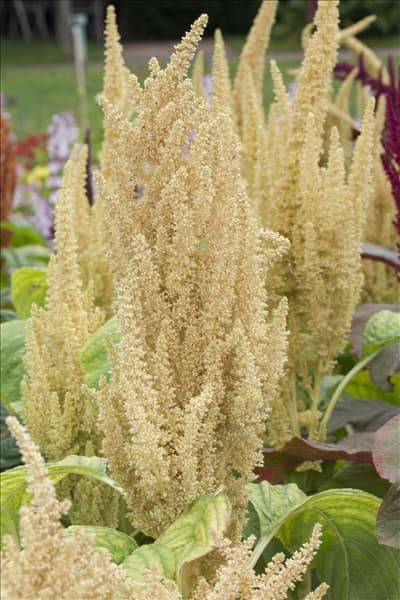 Amaranthus caudatus