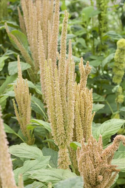 Amaranthus caudatus