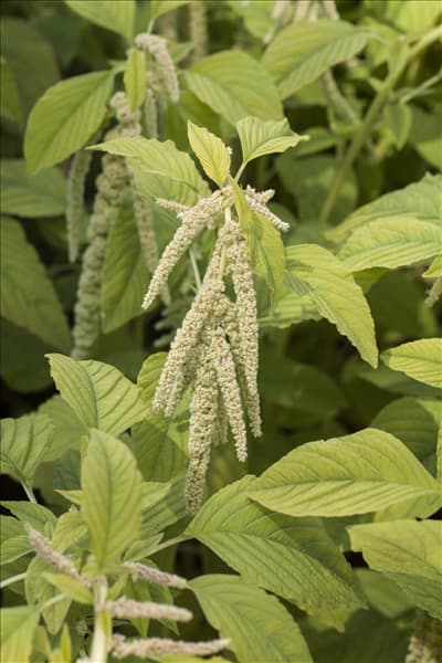 Amaranthus caudatus