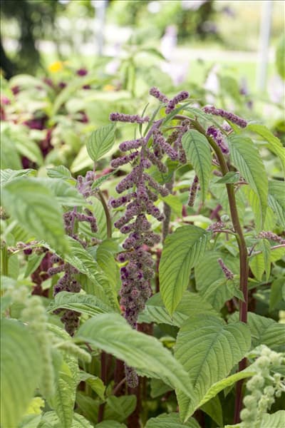 Amaranthus caudatus