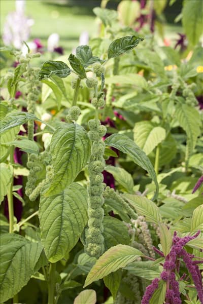 Amaranthus caudatus