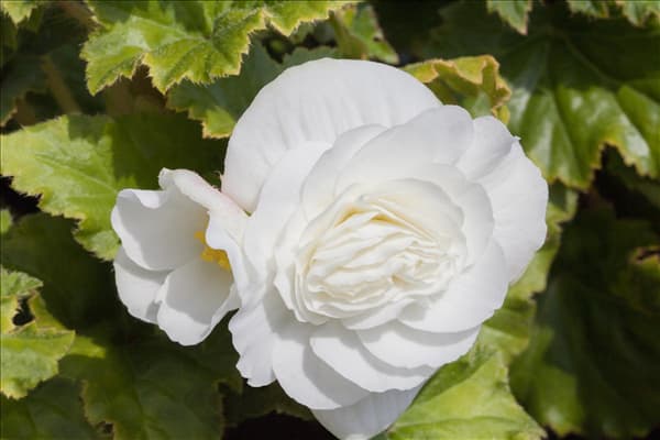 Begonia x tuberhybrida