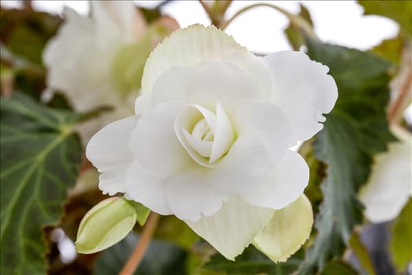 Begonia x tuberhybrida 'Illumination® White'