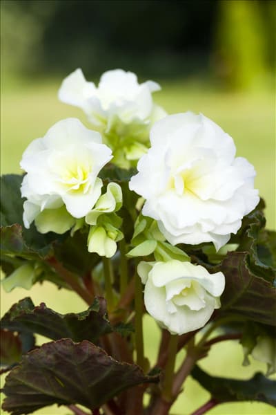 Begonia x tuberhybrida