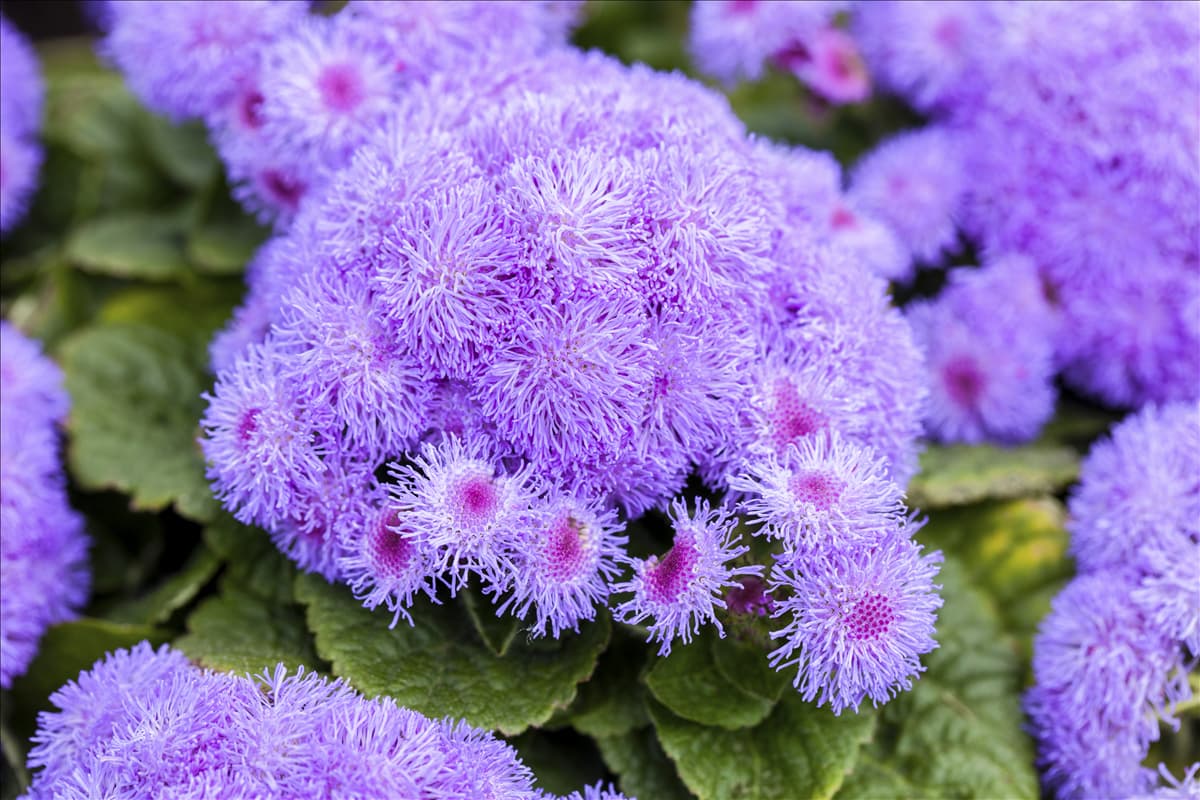 Ageratum houstonianum