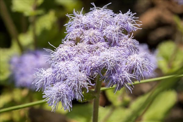 Ageratum houstonianum