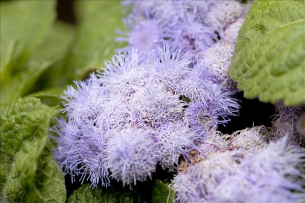 Ageratum houstonianum
