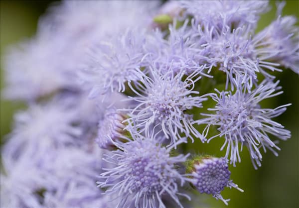 Ageratum houstonianum