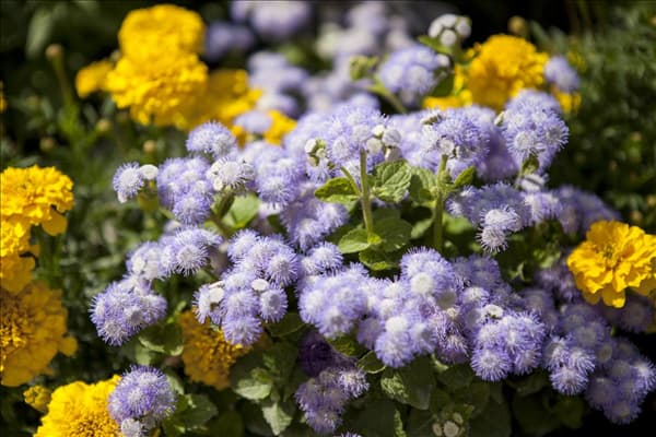 Ageratum houstonianum