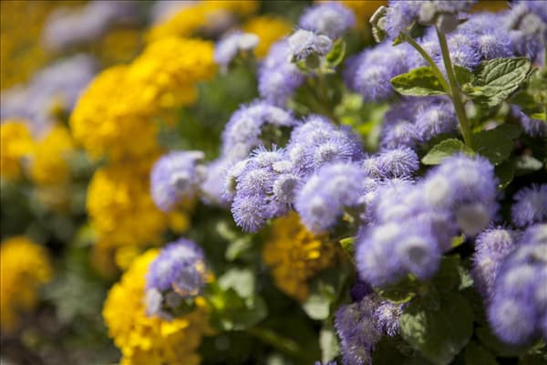 Ageratum houstonianum