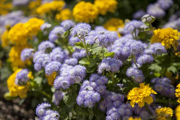 Ageratum houstonianum