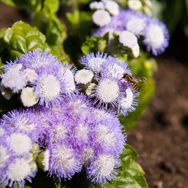 Ageratum houstonianum