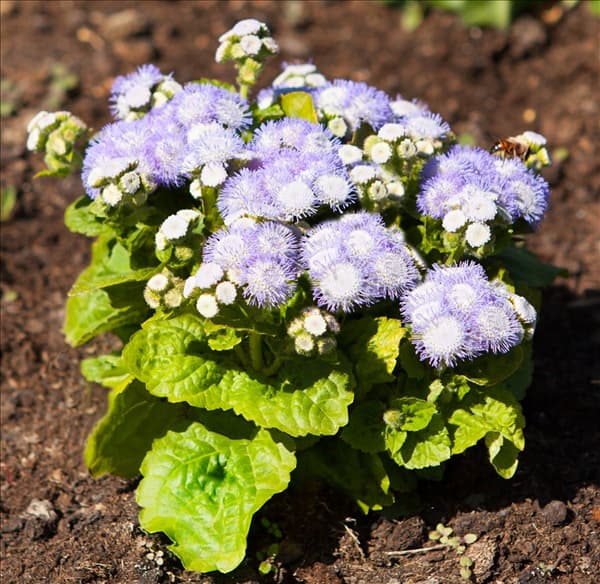 Ageratum houstonianum