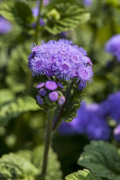Ageratum houstonianum