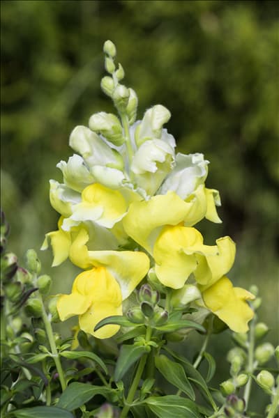 Antirrhinum majus, gelb