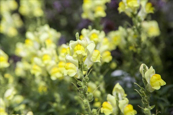 Antirrhinum majus, gelb