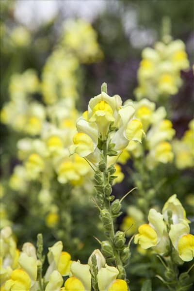 Antirrhinum majus, gelb