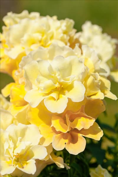 Antirrhinum majus
