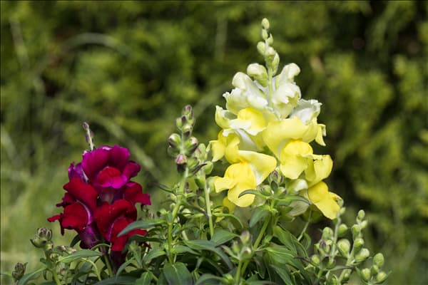 Antirrhinum majus