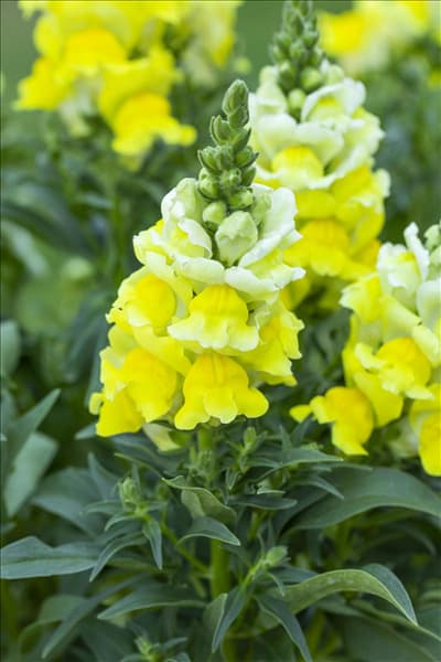 Antirrhinum majus, gelb