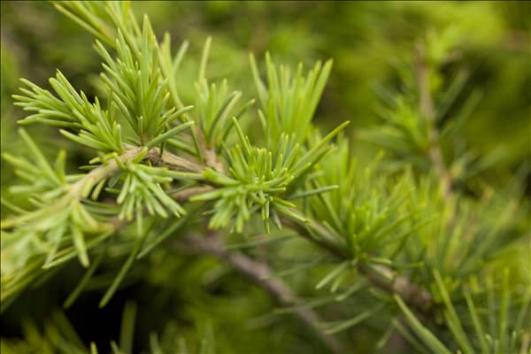 Cedrus deodara 'Golden Horizon'