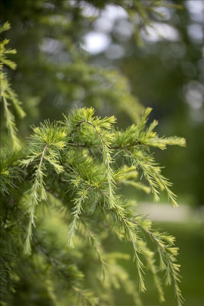 Cedrus deodara