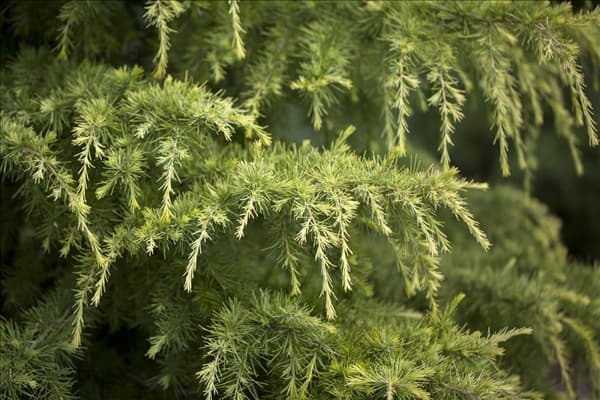 Cedrus deodara
