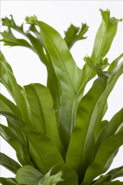 Asplenium nidus 'Amy'