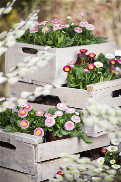 Bellis perennis