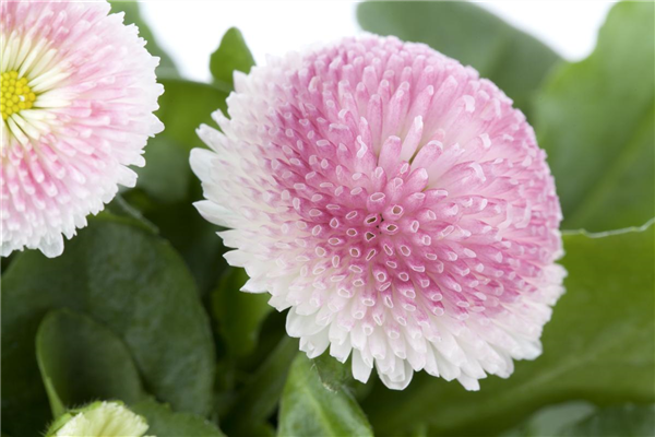 Bellis perennis, rosa