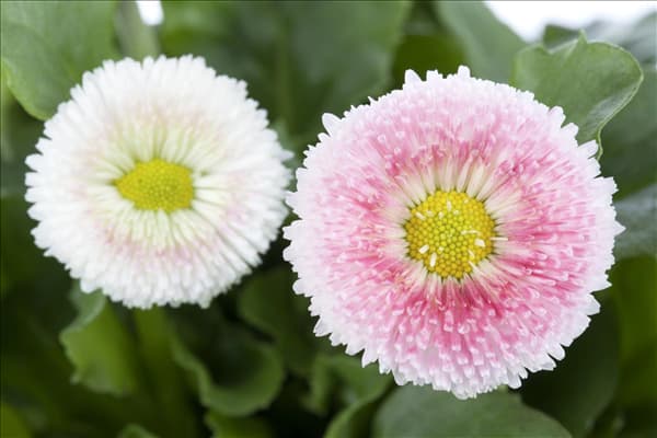 Bellis perennis