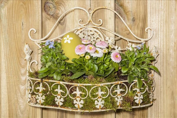 Bellis perennis