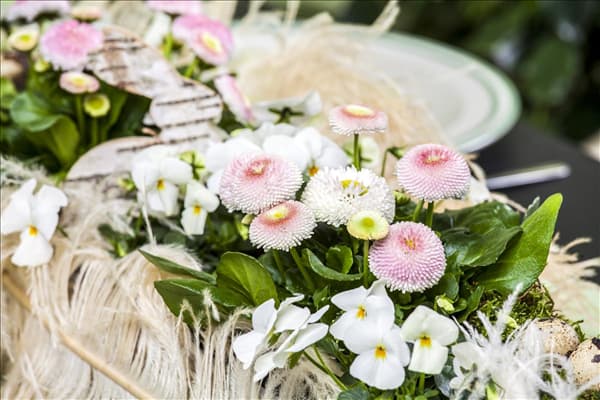Bellis perennis