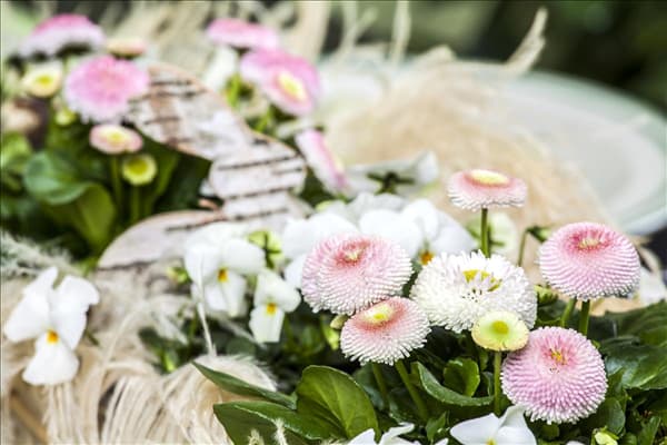 Bellis perennis