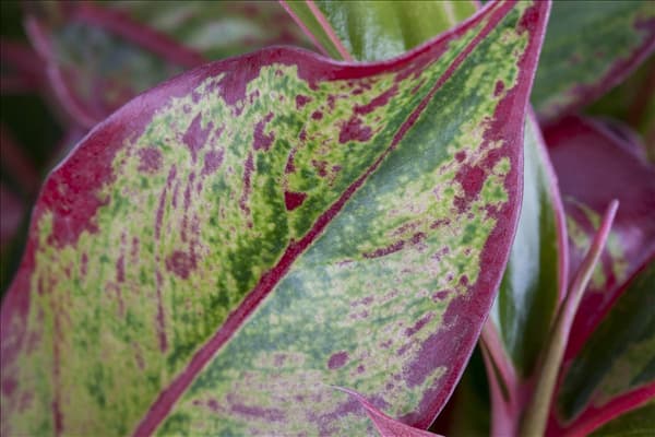 Aglaonema commutatum