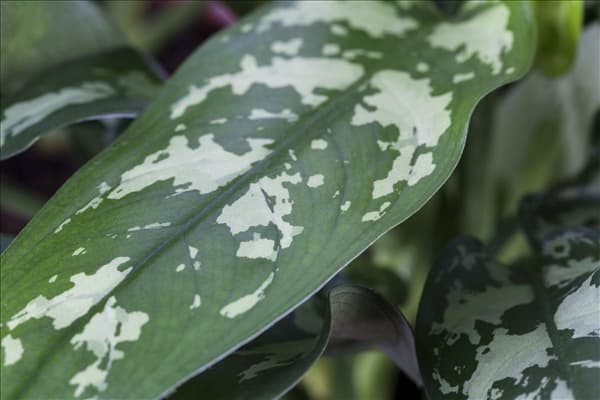 Aglaonema commutatum