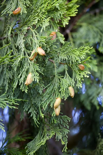 Calocedrus decurrens