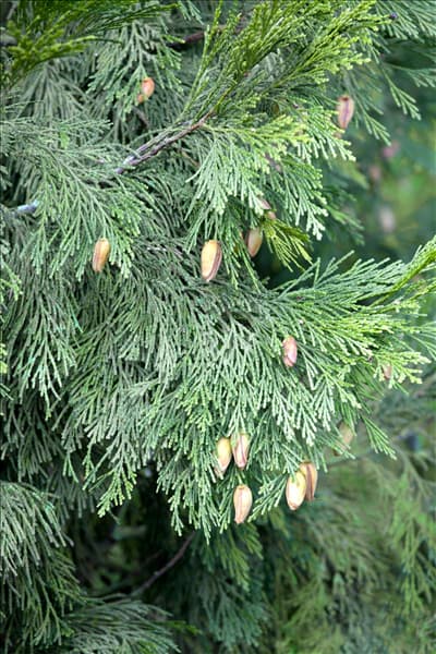 Calocedrus decurrens