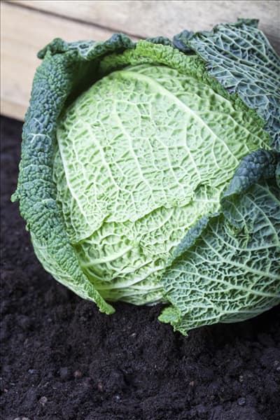 Brassica oleracea var. capitata var. sabauda