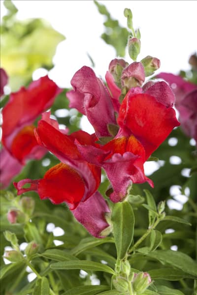 Antirrhinum majus