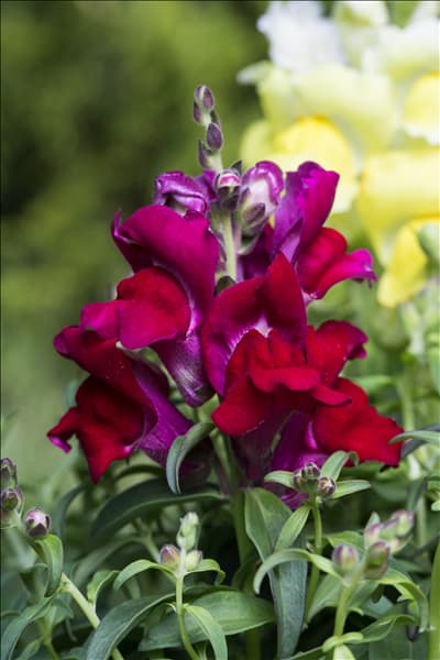 Antirrhinum majus, rot
