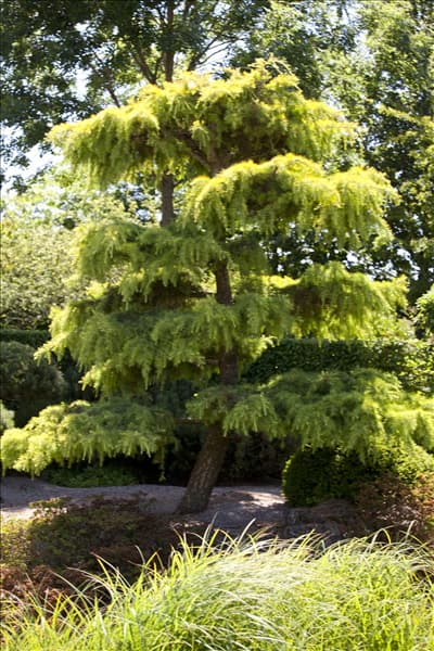 Cedrus libani 'Pendula'