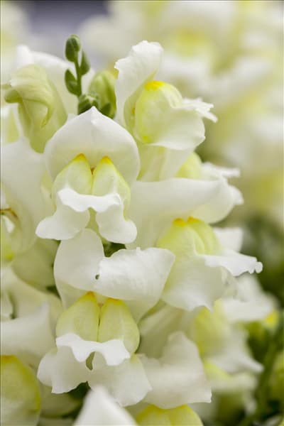 Antirrhinum majus Snapshot 'White'