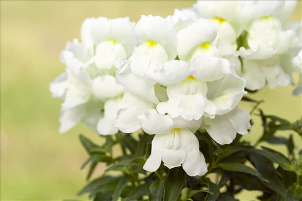 Antirrhinum majus, weiß