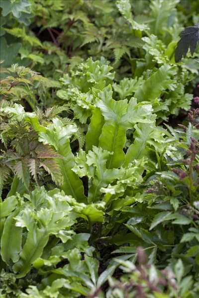 Asplenium scolopendrium