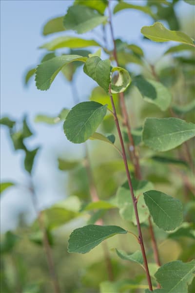 Amelanchier alnifolia 'Greatberry® Fruity'